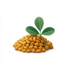 Fenugreek seeds