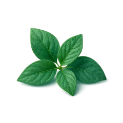 Gymnema Sylvestre leaves