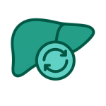 Liver and pancreas support icon