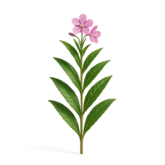 Epilobium willowherb
