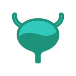 Bladder comfort icon