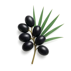 Saw palmetto berries